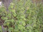 Salvia tiliaefolia  (Seed)